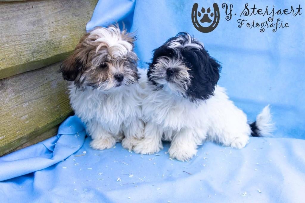 shih tzu pups, beide ouders zijn aanwezig, Parvo, België, Overige rassen, 8 tot 15 weken