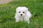 Maltezer mini teefje, geboren 15 december, Dieren en Toebehoren, Honden | Chihuahua's en Gezelschapshonden, Parvo, België, Maltezer