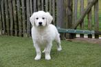 Prachtige Golden retriever pups met stamboom, België, 8 tot 15 weken, Meerdere, Meerdere dieren