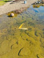 2 grote vissen + een 50 kleine visjes, Dieren en Toebehoren