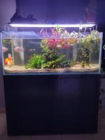 Oranda Goudfish en Shubunkin, enkel als paar over te nemen, Dieren en Toebehoren, Vis, Zoetwatervis