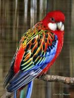 Couple omnicolore a vendre, Plusieurs animaux, Perroquet nain ou Inséparable, Bagué