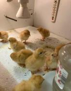 Kuikentjes, Dieren en Toebehoren, Kip