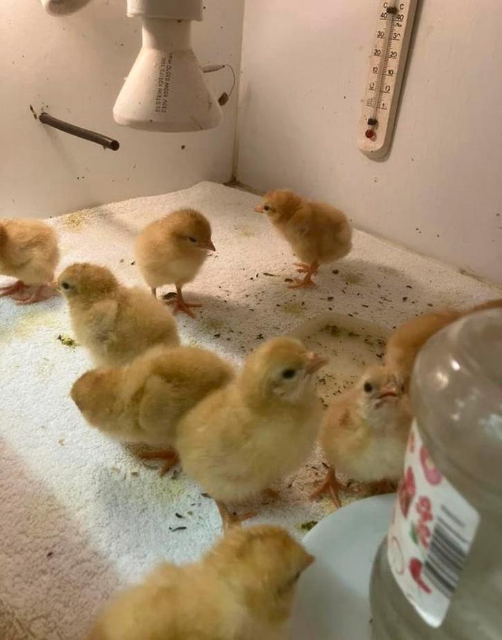 Kuikentjes, Dieren en Toebehoren, Pluimvee, Kip