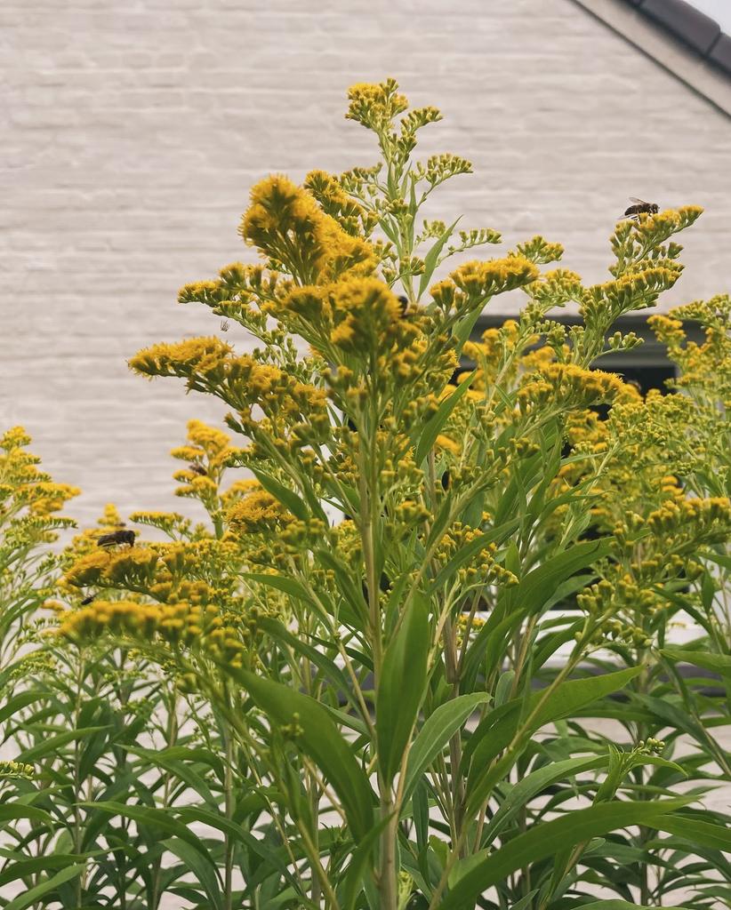 Guldenroede, Ophalen