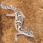 panterklauwgekko's (coleonyx mitratus), Lézard, 0 à 2 ans