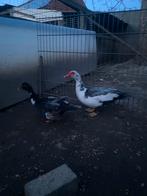 Koppel barberie eenden, Dieren en Toebehoren, Pluimvee