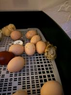 Brahma Isabel kuikens, Dieren en Toebehoren, Ophalen, Zo goed als nieuw