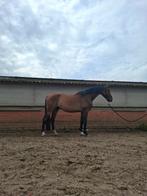 Ruin 6jaar, Dieren en Toebehoren, Paarden, Gechipt, Ruin, Niet van toepassing, 3 tot 6 jaar