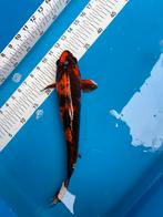 30 cm utsuri koi, Dieren en Toebehoren, Karper of Koi
