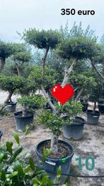 ‼️olijfbomen olea europaea plato aan onklopbare prijzen ‼️, Ophalen
