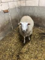 Schapen, Dieren en Toebehoren, Schapen, Geiten en Varkens, Mannelijk, Schaap, 0 tot 2 jaar
