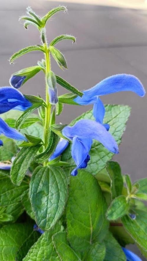 Salvia patents Oxford blue , laatste, Tuin en Terras, Planten | Tuinplanten, Vaste plant, Overige soorten, Volle zon, Zomer, Ophalen