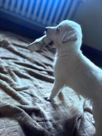 Kruising labrador en witte herder, Dieren en Toebehoren, België, CDV (hondenziekte), 8 tot 15 weken, Meerdere