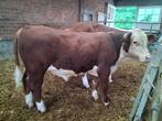 Hereford stier, Dieren en Toebehoren, Mannelijk, 0 tot 2 jaar