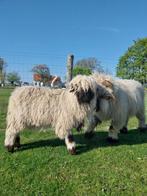 Walliser Schwarznase ooi, Dieren en Toebehoren, Vrouwelijk, Schaap, 0 tot 2 jaar