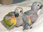 Jonge super tamme blauwvoorhoofd amazones, Dieren en Toebehoren, Papegaai, Pratend