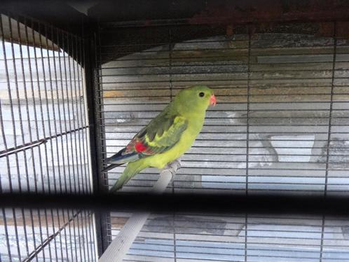 BERGPARKIET  MAN  wildkleur  2024, Dieren en Toebehoren, Vogels | Parkieten en Papegaaien, Parkiet, Mannelijk, Geringd
