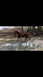 2 superbrave merries te koop, Merrie, Gechipt, 3 tot 6 jaar, 160 tot 165 cm