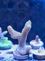 digitata babybleu, Dieren en Toebehoren