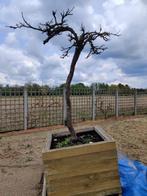 druif op stam, Tuin en Terras, Planten | Bomen, In pot, Overige soorten, Volle zon, Herfst