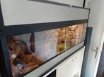 Woestijn terrarium te koop, Dieren en Toebehoren, Reptielen en Amfibieën | Toebehoren, Ophalen, Zo goed als nieuw