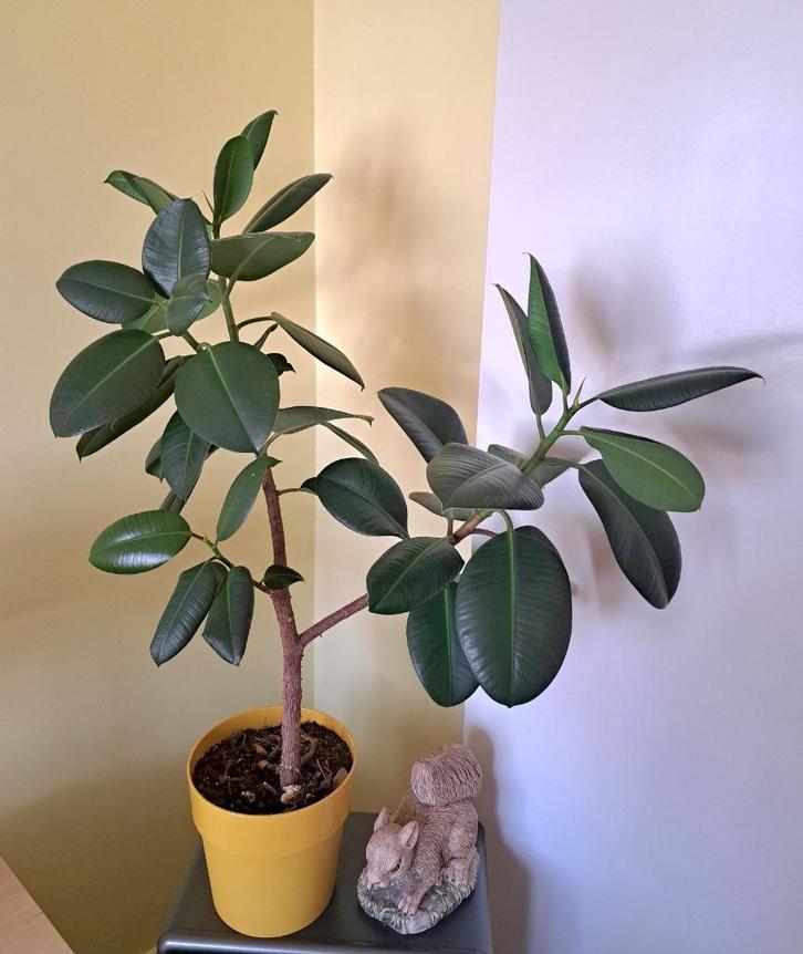 Prachige grote Ficus Robusta - Rubberplant 1 meter, Huis en Inrichting, Kamerplanten, Ficus, 100 tot 150 cm, Volle zon, Ophalen