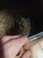 2 degoe vrouwtjes zoeken nieuwe thuis, Animaux & Accessoires, Rongeurs, Avril