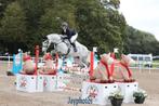 Schoolmaster jumping (135cm), dressuur en eventing merrie, Dieren en Toebehoren, Paarden, Merrie, Springpaard, 11 jaar of ouder