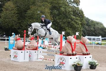 Schoolmaster jumping (135cm), dressuur en eventing merrie beschikbaar voor biedingen