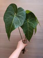 Anthurium clarinervium x pedatoradiatum, Enlèvement ou Envoi