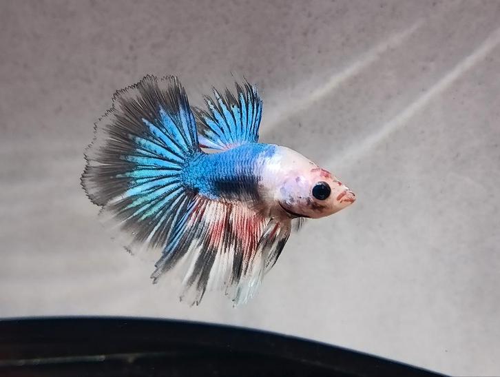 Betta man multicolor halfmoon, Dieren en Toebehoren, Vissen | Aquariumvissen