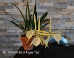 Orchidee Brassocattleya Yellow Bird 'Tiger Tail', Ophalen of Verzenden