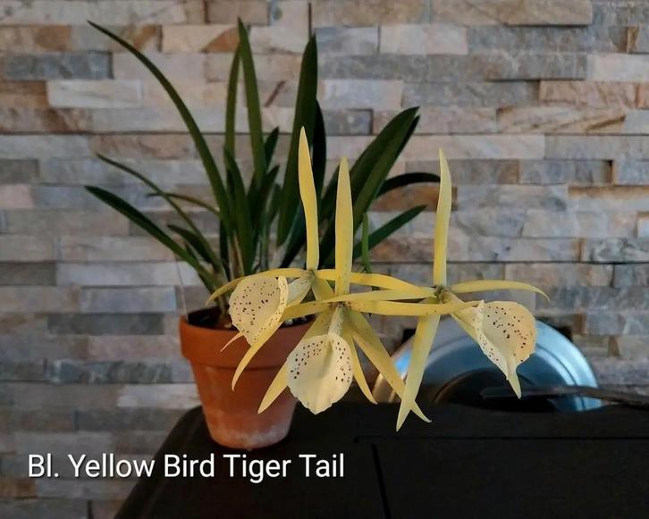 Orchidee Brassocattleya Yellow Bird 'Tiger Tail' 🐅, Huis en Inrichting, Kamerplanten, Ophalen of Verzenden