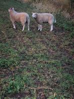 Schapen, Dieren en Toebehoren
