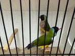 Koppel gouldamadines goulds te koop, Dieren en Toebehoren