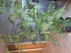 Bergpalm (chamaedorea) 2 meter hoog, Tuin en Terras, Planten | Tuinplanten, Ophalen