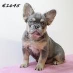 FLUFFY Franse Bulldog (teefjes) te koop, 15 weken tot 1 jaar, Handelaar, Buitenland, Bulldog