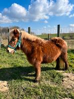 Kindvriendelijke shetlandpony merrie voor gouden huisje, Dieren en Toebehoren, Niet van toepassing, A pony (tot 1.17m), 11 jaar of ouder