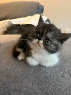 kittens Exotische korthaar, Dieren en Toebehoren, Katten en Kittens | Raskatten | Korthaar, Meerdere dieren, Gechipt, 0 tot 2 jaar