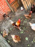 Brahma haan te koop, Dieren en Toebehoren, Pluimvee