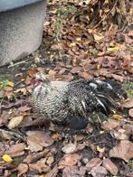 Handtamme sierhaantjes, Dieren en Toebehoren, Vogels | Parkieten en Papegaaien