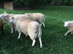 Jonge bokken franse texel ( Feb 2025 ), Dieren en Toebehoren, Schapen, Geiten en Varkens, Mannelijk, Schaap, 0 tot 2 jaar