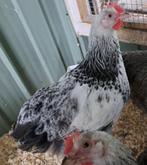Orpington zilverpatrijs hanen (zeldzame kleurslag), Dieren en Toebehoren, Vogels | Overige Vogels, Mannelijk, Tam