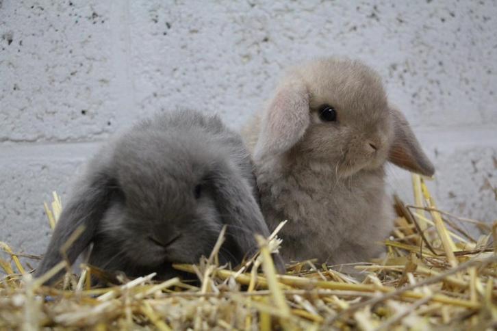 Dwergkonijnen minilop, Dieren en Toebehoren, Konijnen, Dwerg, Mannelijk, 0 tot 2 jaar, Hangoor
