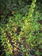 Ligustrum haagplanten, Jardin & Terrasse, Plantes | Arbustes & Haies, Moins de 100 cm, Enlèvement, Troène, Haie
