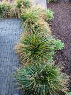 Grassen Carex Morrowii, Tuin en Terras, Planten | Tuinplanten, Vaste plant, Siergrassen, Ophalen
