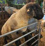 Suffolk dekram stamboek, Dieren en Toebehoren, Schapen, Geiten en Varkens, Mannelijk, Schaap, 0 tot 2 jaar