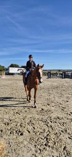 Paard te koop, Dieren en Toebehoren, Paarden, Ruin, Recreatiepaard, Gechipt, 3 tot 6 jaar