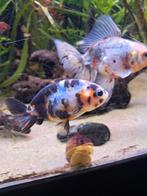 Ranchu goudvis, Dieren en Toebehoren, Vissen | Aquariumvissen